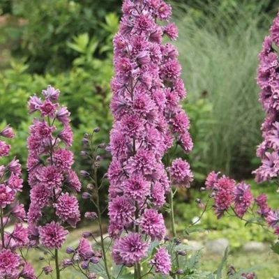 Дельфиниум Фламенко Дельфиниум Фламенко - Dolina-Sad.Ru