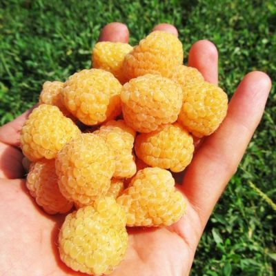 Малина Утренняя Роса/Ремонтантная Малина Утренняя Роса/Ремонтантная фото