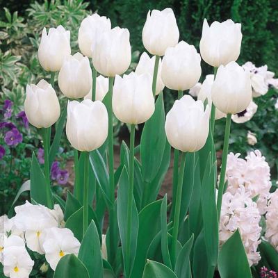 Тюльпан Уайт Принц Тюльпан Уайт Принц фото