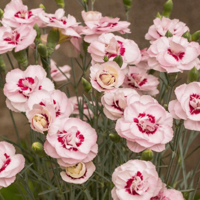 Гвоздика Энджел оф Вирту , С1,5 Гвоздика Энджел оф Вирту , С1,5 фото