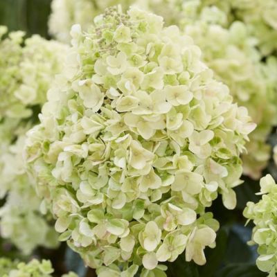 Гортензия метельчатая Би Хеппи, С2 - Dolina-Sad.Ru