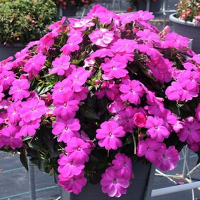 Бальзамин новогвинейский Санпатиес Дарк Лилак - Dolina-Sad.Ru