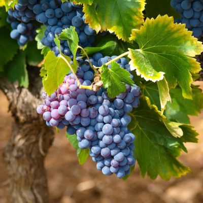 Виноград Зилга (Латвийская селекция) Виноград Зилга (Латвийская селекция) фото