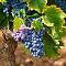 Виноград Зилга (Латвийская селекция) Виноград Зилга (Латвийская селекция) фото