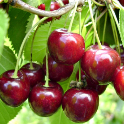 Вишня Вянок Вишня Вянок фото