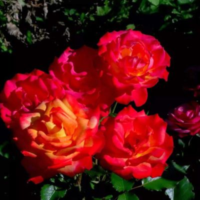 Роза Шато Гискурс Роза Шато Гискурс фото