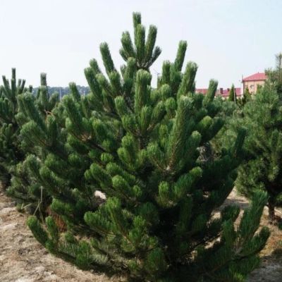 Сосна черная/австрийская фото
