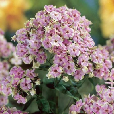 Флокс Старбест фото