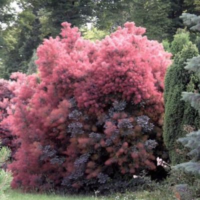 Скумпия кожевенная Фоллис Пурпуреис Скумпия кожевенная Фоллис Пурпуреис фото