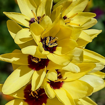 Иксия Еллоу Эмперор Иксия Еллоу Эмперор фото