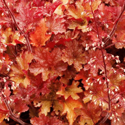 Гейхера Джинджер Пич , С1,5 фото