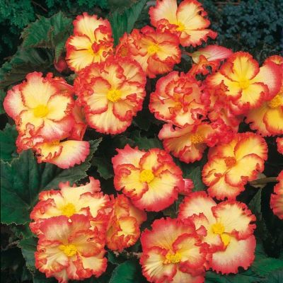 Бегония Маргината желто-красная Бегония Маргината желто-красная фото