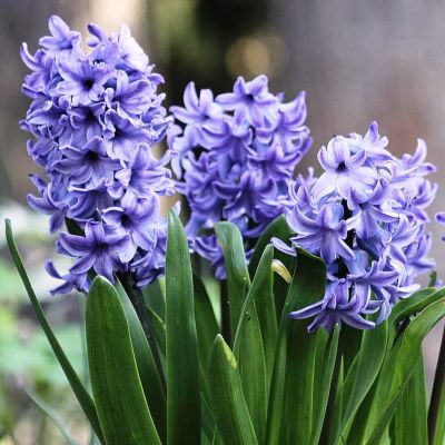 Гиацинт Кристал Пэлас Гиацинт Кристал Пэлас фото