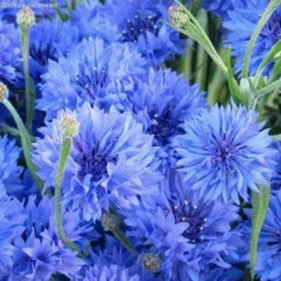 Василек Лагуна, синий Василек Лагуна, синий фото