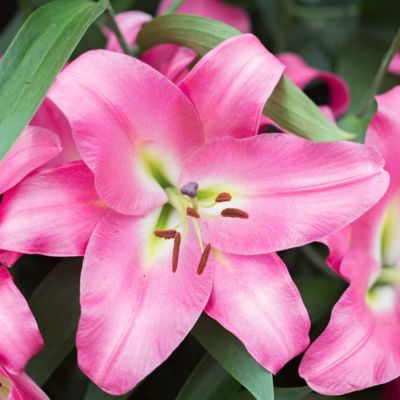 Лилия Малдано Лилия Малдано - Dolina-Sad.Ru