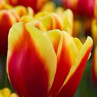 Тюльпан Денмарк Тюльпан Денмарк фото