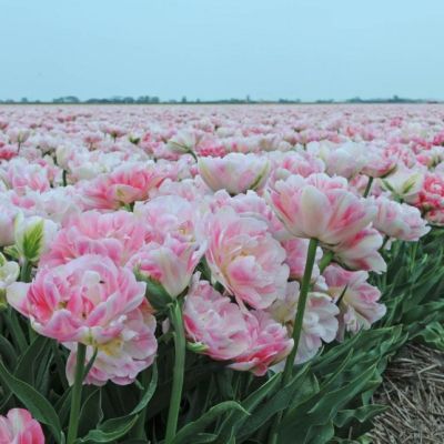 Тюльпан Финола Тюльпан Финола фото