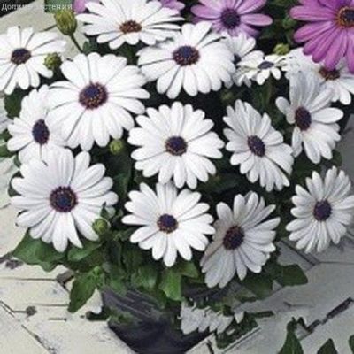 Остеоспермум Небо и Лед фото