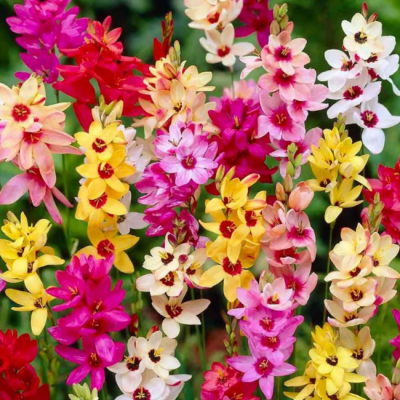 Иксия Микс Иксия Микс фото