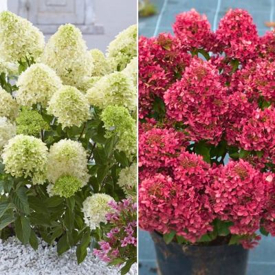 Комплект метельчатых гортензий Любимый Комплект метельчатых гортензий Любимый - Dolina-Sad.Ru