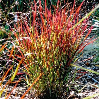 Просо прутьевидное Сангриа Просо прутьевидное Сангриа - Dolina-Sad.Ru