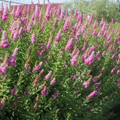 Спирея Дуглас, С3 Спирея Дуглас, С3 - Dolina-Sad.Ru