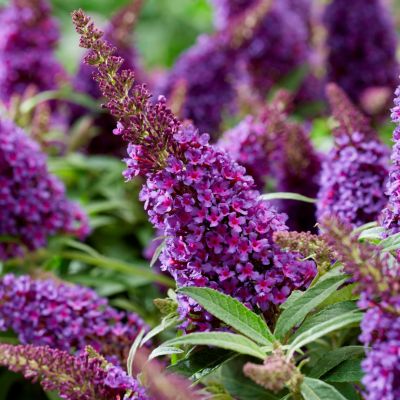 Буддлея Давида Баттерфляй Канди Литл Пурпл - Dolina-Sad.Ru