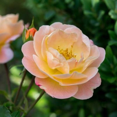 Роза Седана Роза Седана фото