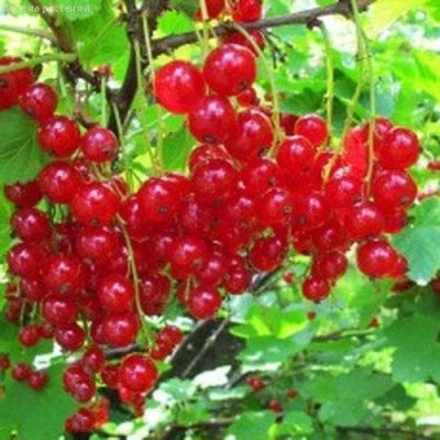 Смородина Красная Андрейченко фото