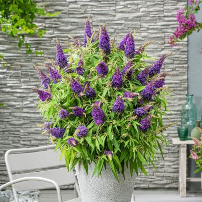 Буддлея Давида Баттерфляй Канди Литл Пурпл - Dolina-Sad.Ru