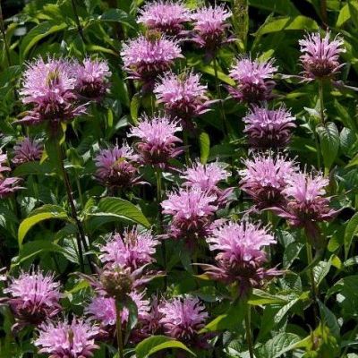 Монарда Бьюти оф Кобхэм Монарда Бьюти оф Кобхэм фото