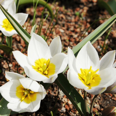Тюльпан Полихрома Тюльпан Полихрома фото