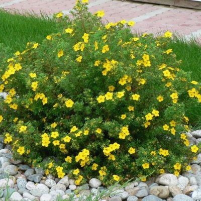 Лапчатка Аннет, С3 Лапчатка Аннет, С3 - Dolina-Sad.Ru