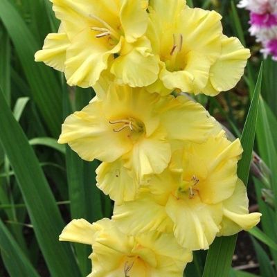 Гладиолус Нова Люкс Гладиолус Нова Люкс - Dolina-Sad.Ru