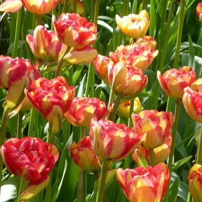 Тюльпан Сандаунер Тюльпан Сандаунер фото