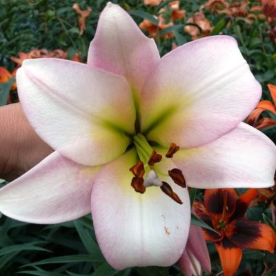 Лилия Истерн Мун фото