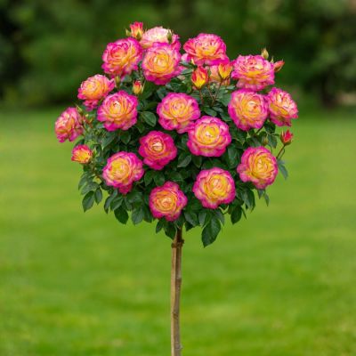 Роза штамбовая Рэинбов Сорбет - Dolina-Sad.Ru