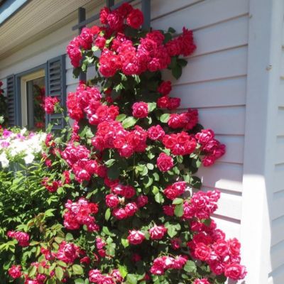 Плетистые розы Микс 3 шт. по цене 2! Плетистые розы Микс 3 шт. по цене 2! фото