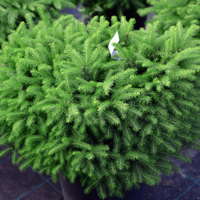 Ель Нидиформис фото