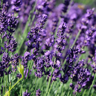 Лаванда узколистная Хидкот Лаванда узколистная Хидкот фото