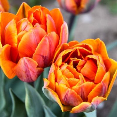 Тюльпан Монте Оранж фото