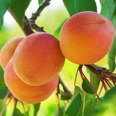 Абрикос Дионис Абрикос Дионис - Dolina-Sad.Ru