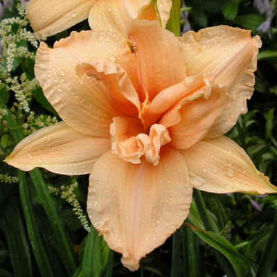 Лилейник махровый Дабл Дрим фото