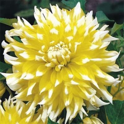 Георгина Гранд При (Гиганты) Георгина Гранд При (Гиганты) фото