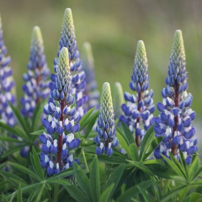 Люпин Шлосфрау Люпин Шлосфрау - Dolina-Sad.Ru