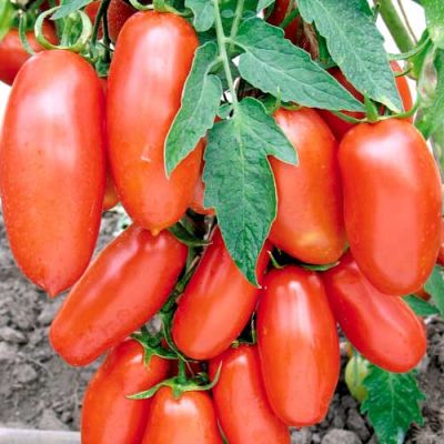 Томат Сливка Медовая Н11 фото