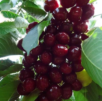 Черешня Ревеншон - Dolina-Sad.Ru