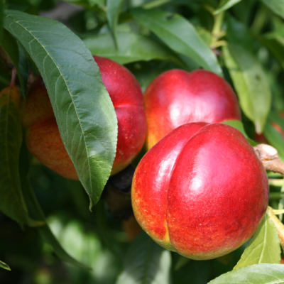 Нектарин Флаймегло Нектарин Флаймегло фото
