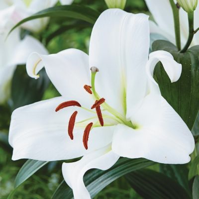 Лилия Замбези - Dolina-Sad.Ru