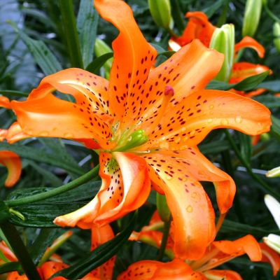 Лилия Маст Си Лилия Маст Си фото